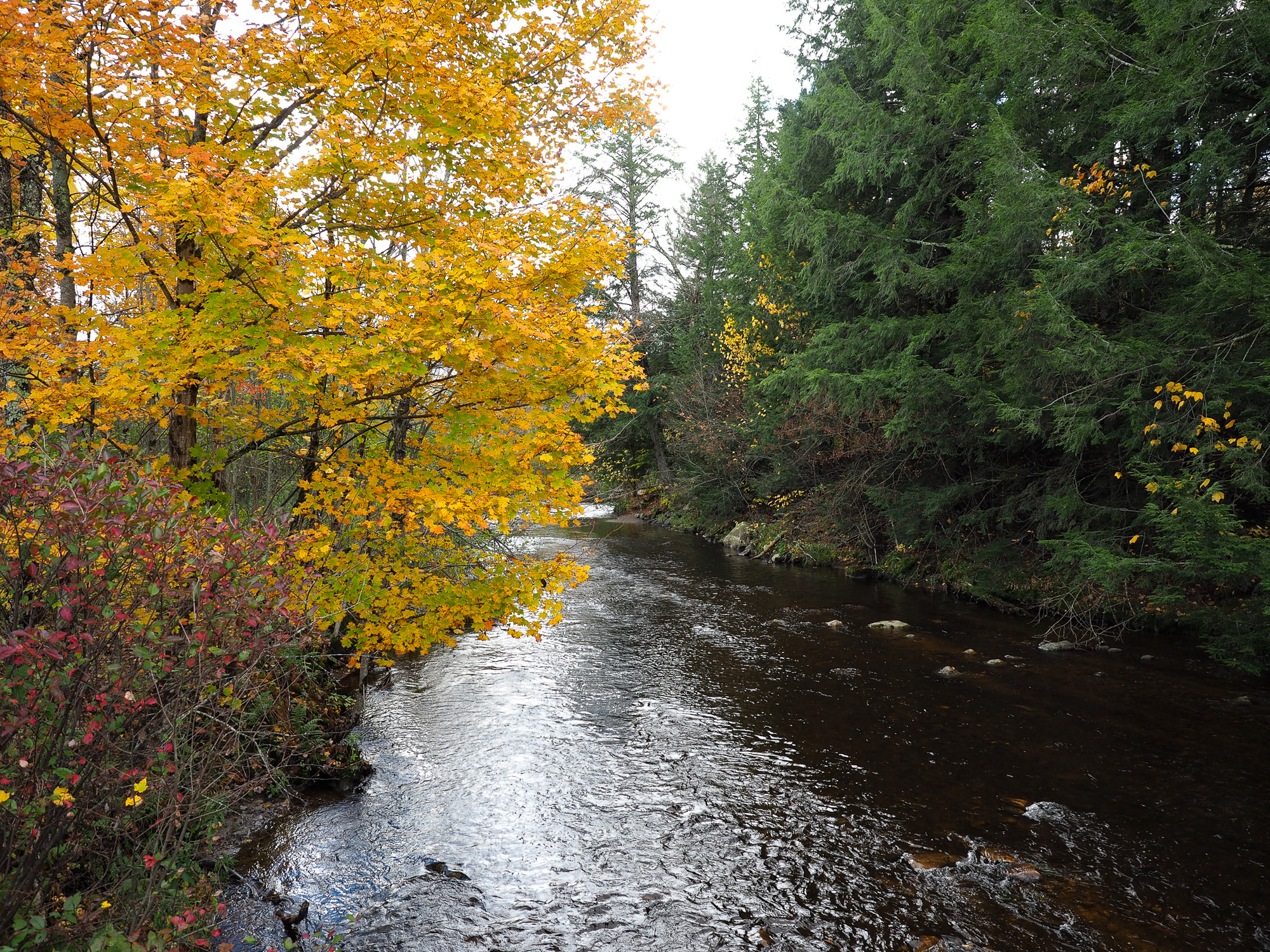 Green and Gold Trees hug a Vermont stream