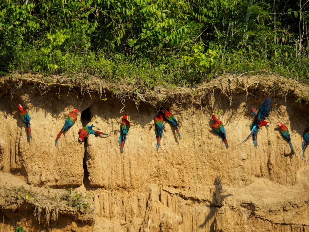 Macaws in Amazon