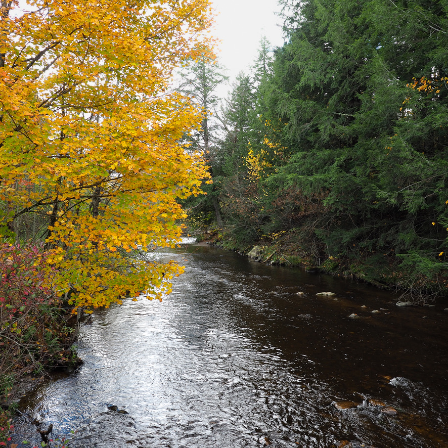 Green and gold trees with a river running through them. Fall in Vermont.