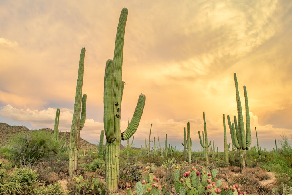 A green neon cactus at night on Tucson skyline